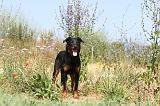 BEAUCERON 268